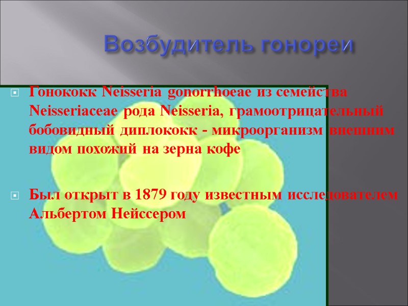 Возбудитель гонореи Гонококк Neisseria gonorrhoeae из семейства Neisseriaceae рода Neisseria, грамоотрицательный бобовидный диплококк -